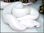 Blue Eyed Lucy produced here in 2003 - Phantom x Lesser
