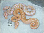 2005 - Striped Albino - first produced here at RDR