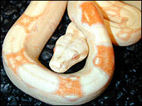 full grown albino boa constrictor