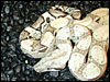 Anerythristic Boa Constrictor