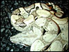 Anerythristic Boa Constrictor