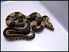 Striped Boa Constrictor