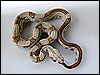 Striped Boa Constrictor