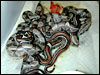 Striped Boa litter