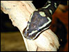 Angolan Python