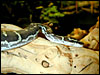 Angolan Python