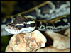 Angolan Python