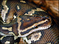 Angolan Python