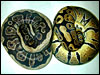 Anerythristic Ball Python with normal