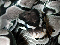 VPI Axanthic Ball Python