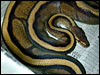 Genetic Gold Stripe Ball Python