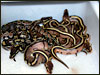 This is the entire clutch............the normal looking ones are "het" for Stripe