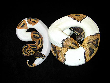 serpent python blanc