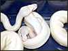 Pic taken in 2003 .....VPI Snow Ball adult with a baby 2003 Leucistic Ball Python