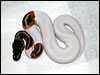 A very nice high white Pied from 04 clutch # 44