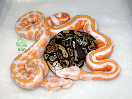 Ball Python Diseases