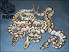 2012 Leopard Spider Lessers with 2012 Spider Lesser ( right )