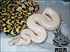 Very cool Ivory...looks to have the Pastel gene and/or Desert