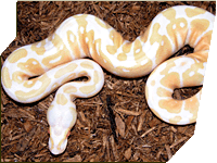 Albino Pastel