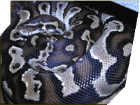 Angolan Ball Python