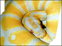 Albino ball python