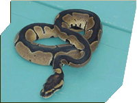 Black Backed ball python