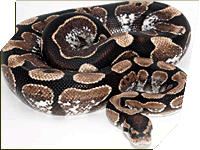 Calico ball python