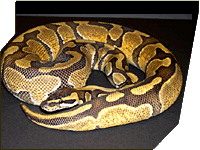 Enchi Pastel