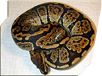 Granite Ball Python