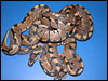 03 captive bred Banded ball pythons...........ALL of my baby Bandeds produced last year looked this awesome!!