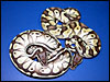 Blonde Lesser bottom left.............Pastel Lesser top right.............you can see the difference between the two from two different types of Pastel.........