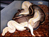Stripe male breeding a Lavender Albino female
