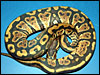 Captive bred 2003 Granite Ball Python.............I have a "genetic" line here.........they are very pretty.