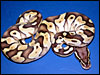 Pastel Lesser Platty..........Pastel x Lesser Platty